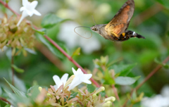 アベリアの花へ