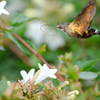 アベリアの花へ