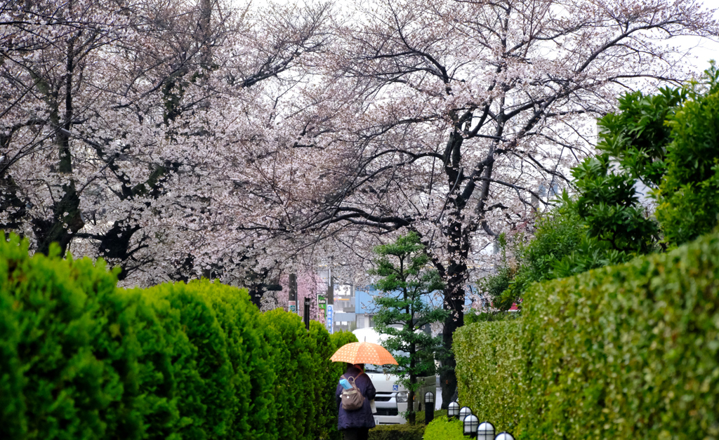 緑と桜