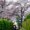 緑と桜