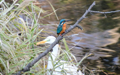 ダイサギが来ても