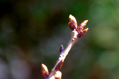 河津桜はまだ