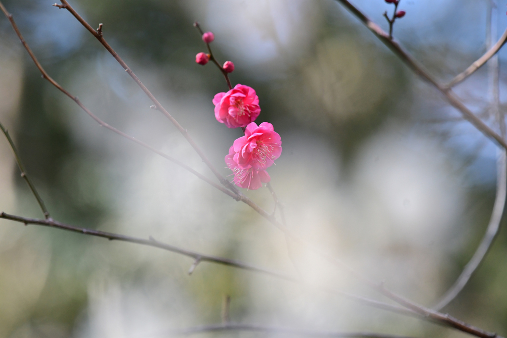 白梅ぼけに紅梅を