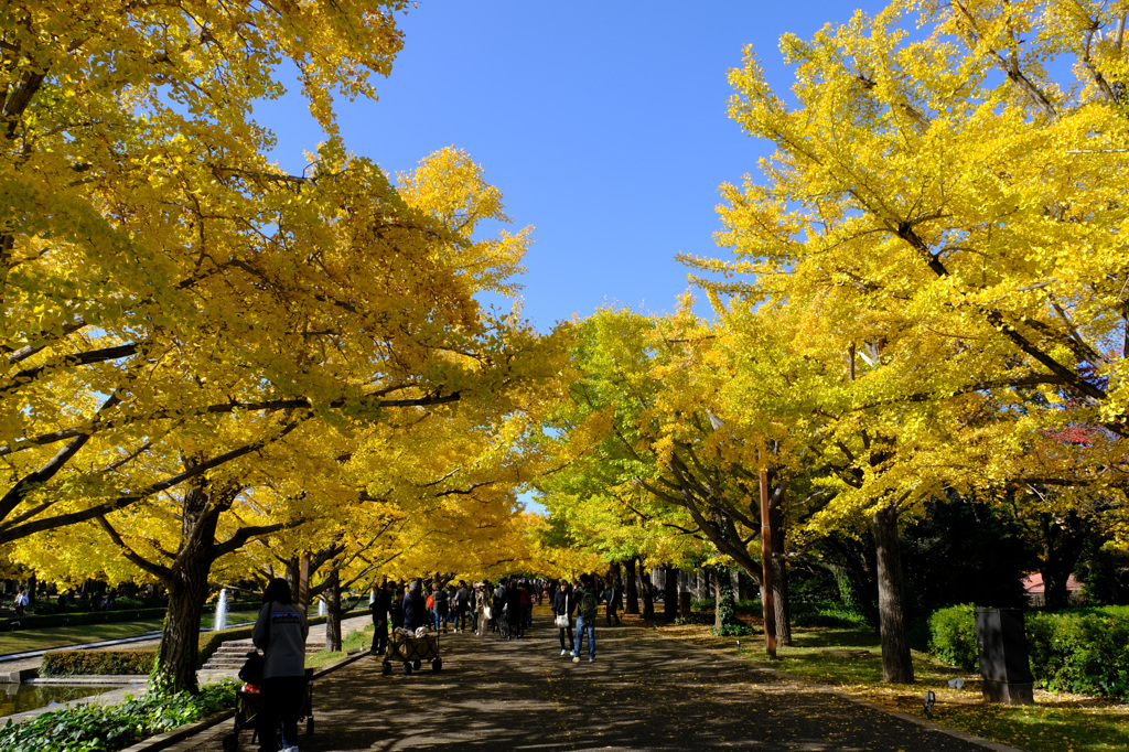 カナールの銀杏並木