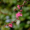 紅梅