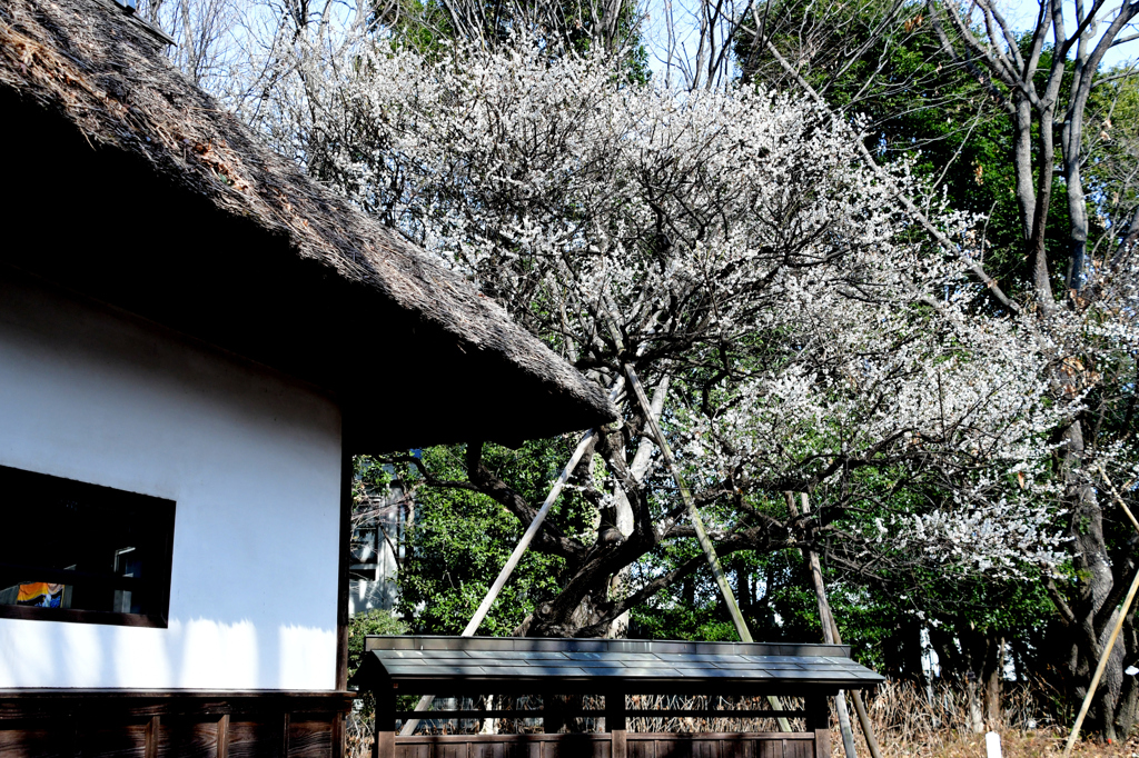 長屋門と白梅