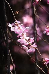 枝垂れ桜も