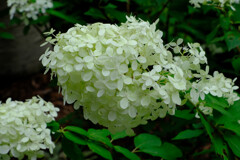 ピラミッド紫陽花