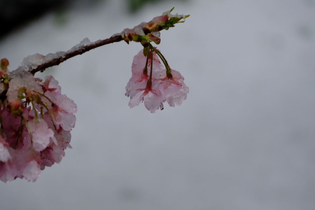 河津桜はうなだれて