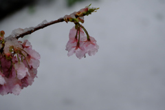 河津桜はうなだれて