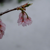 河津桜はうなだれて