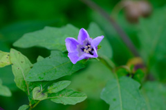 黒鬼灯の花