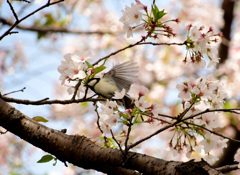 桜四十雀