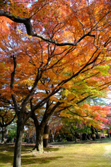 大きな紅葉