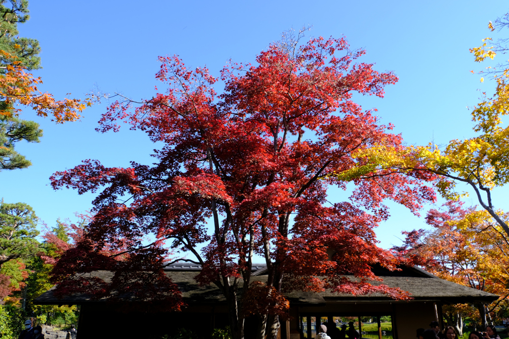 10時54分の日本庭園清池軒前