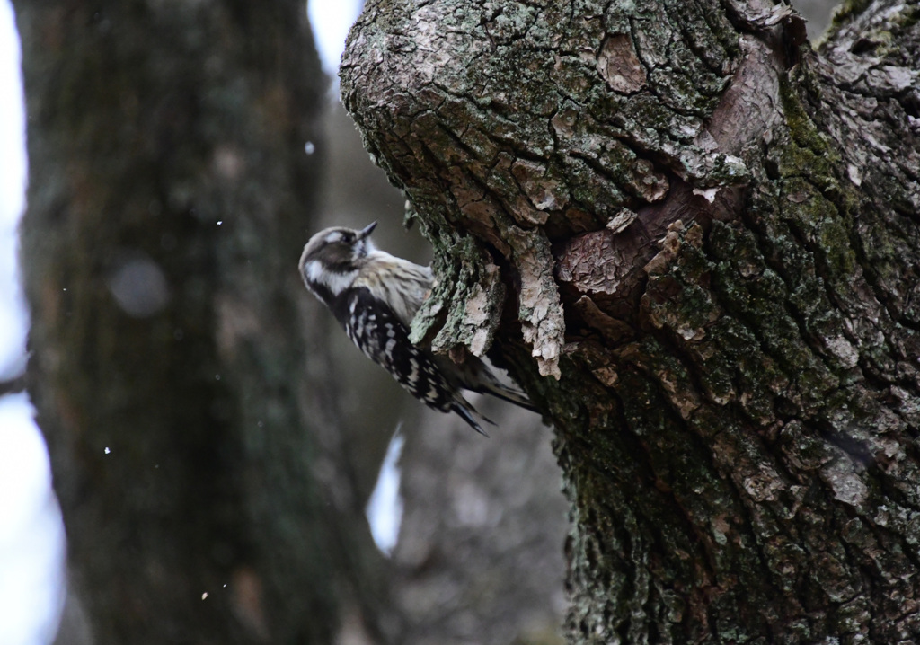 とんとん木をつついて