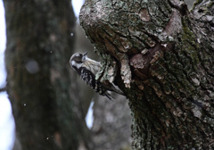 とんとん木をつついて