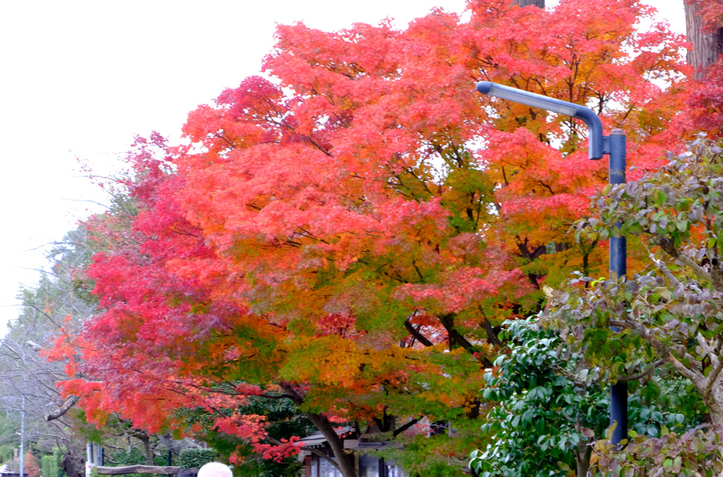 円覚寺の紅葉