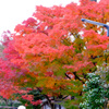 円覚寺の紅葉