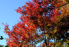 紅葉始まる (3)