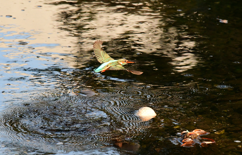 朝のカワセミ２