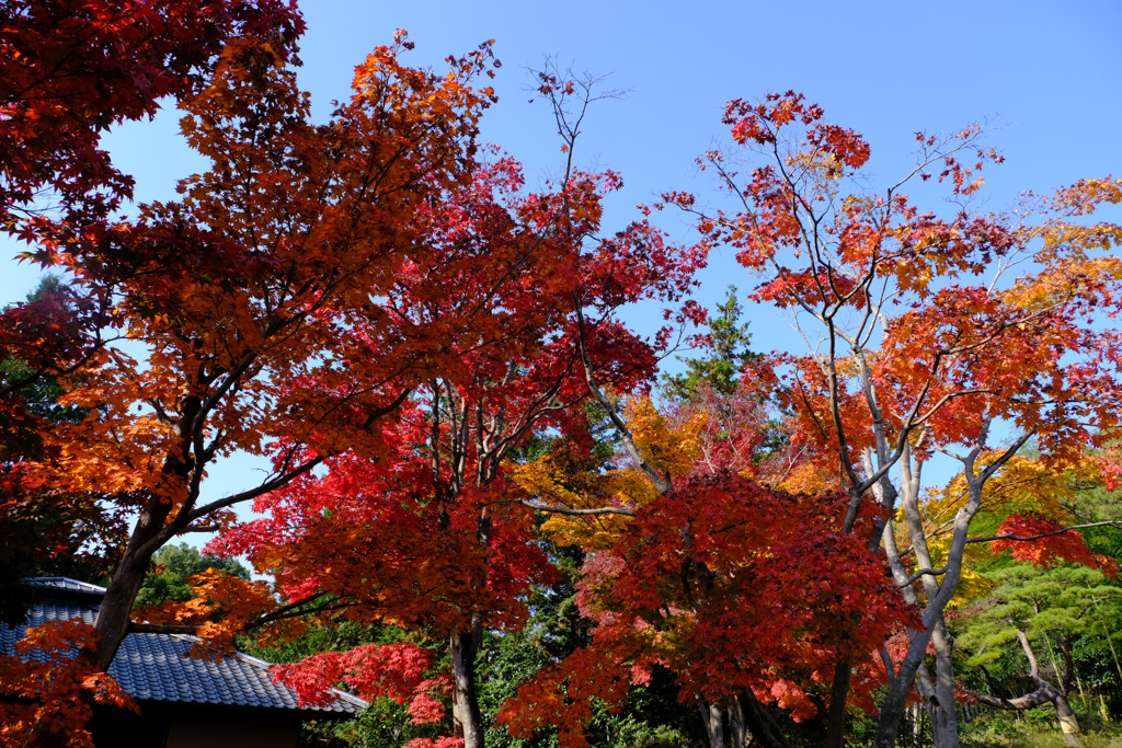 竹林と紅葉