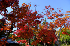 竹林と紅葉