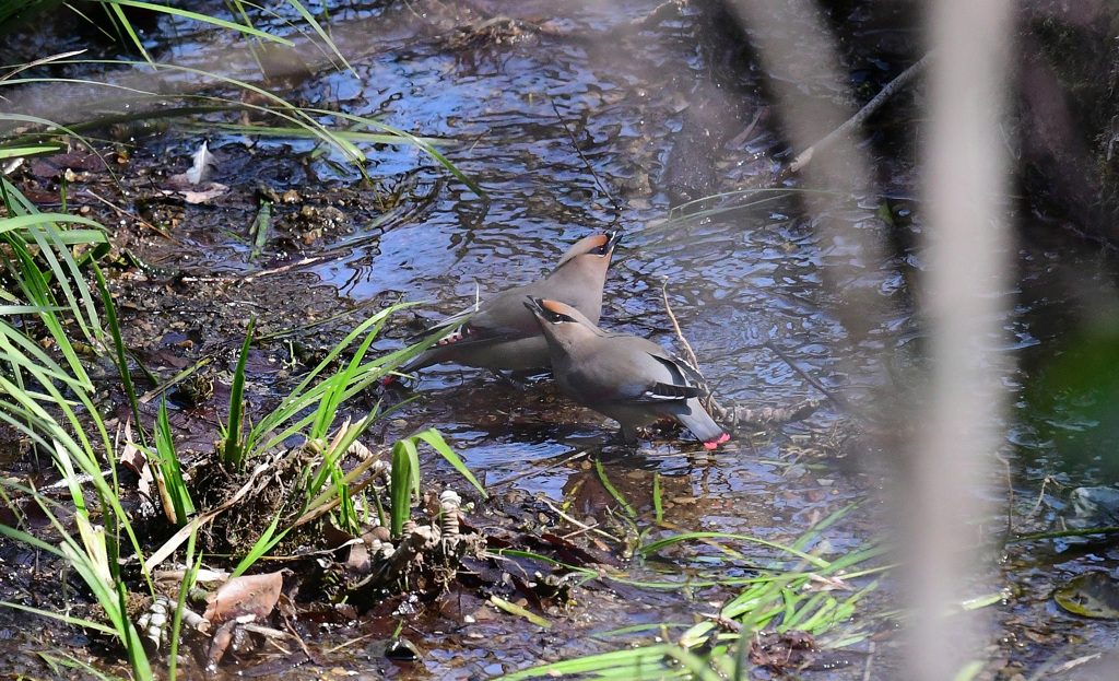 水を飲む