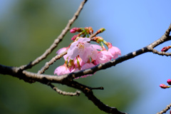 陽光 陽光