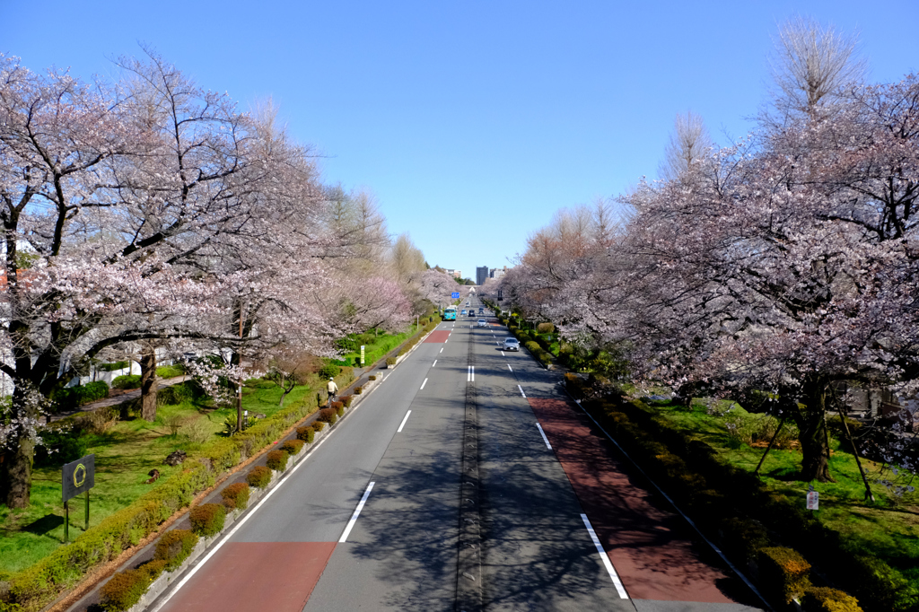 大学通り