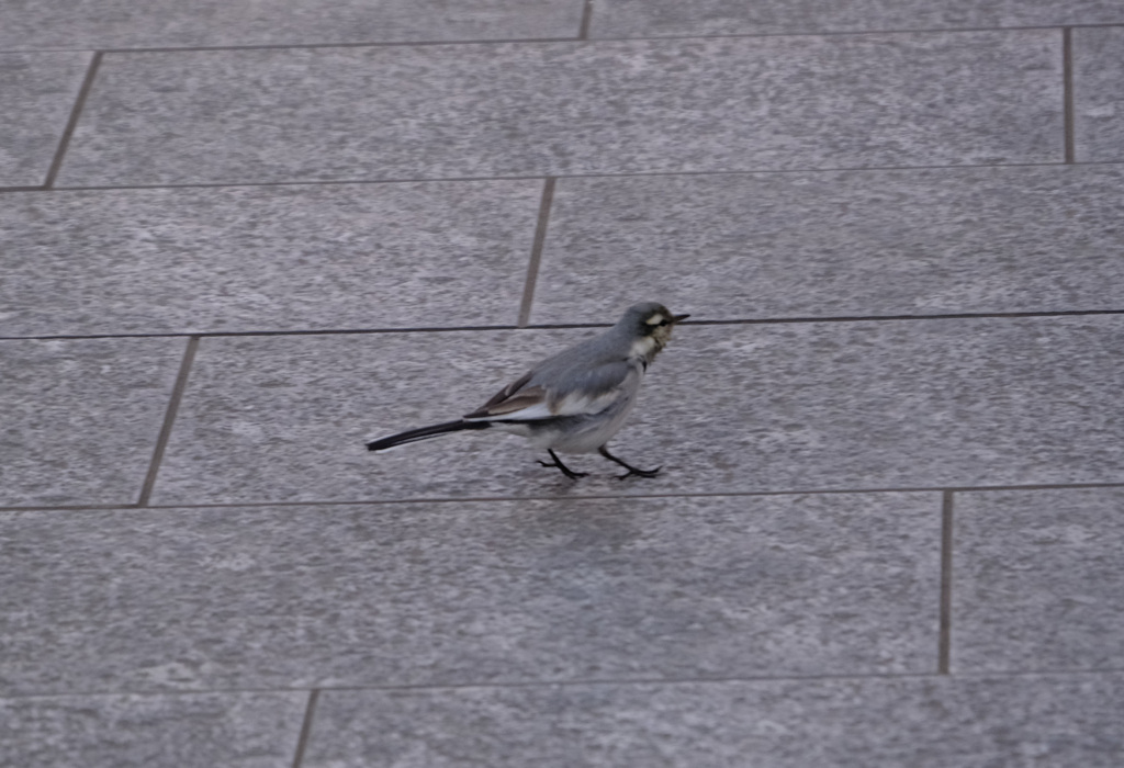 ちょこちょこ歩く