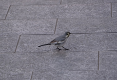 ちょこちょこ歩く