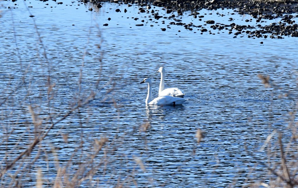 水に浮かぶアメリカコハクチョウ