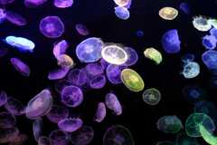 3月すみだ水族館