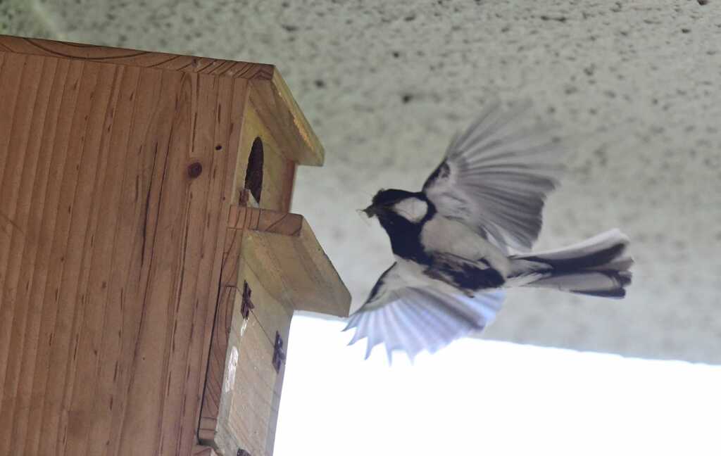 5月四十雀の営巣