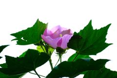芙蓉２