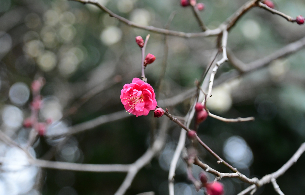 八重の紅梅