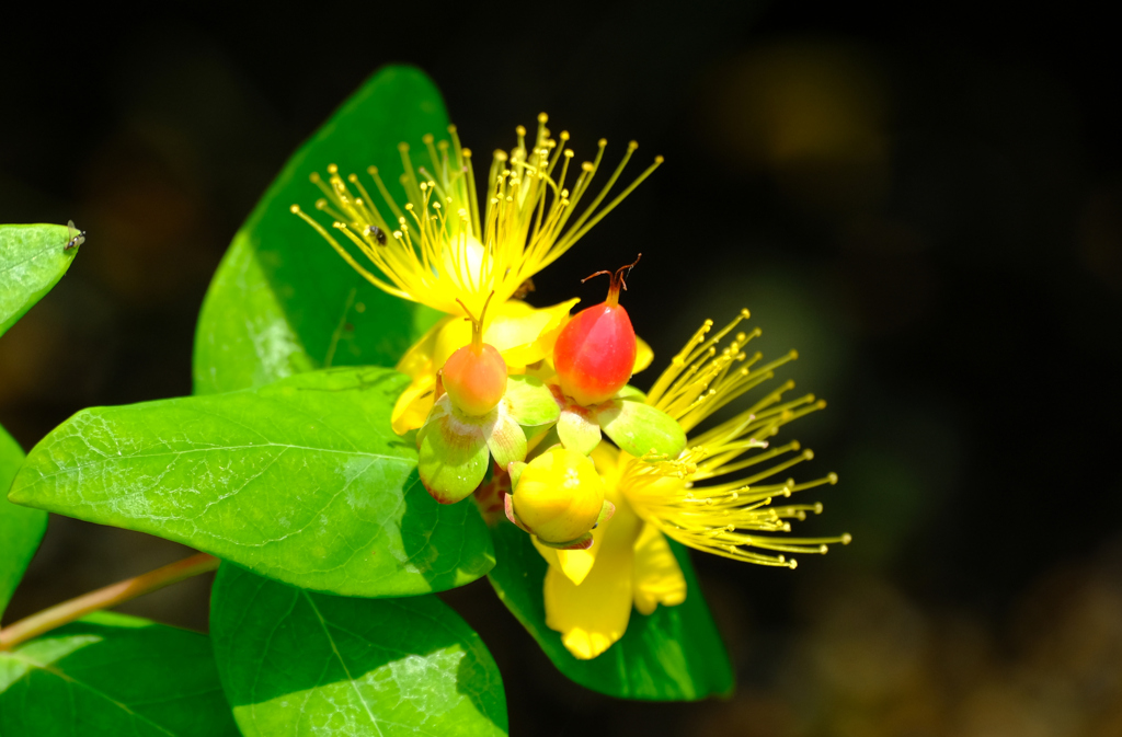 ヒペリカムの花