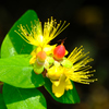 ヒペリカムの花