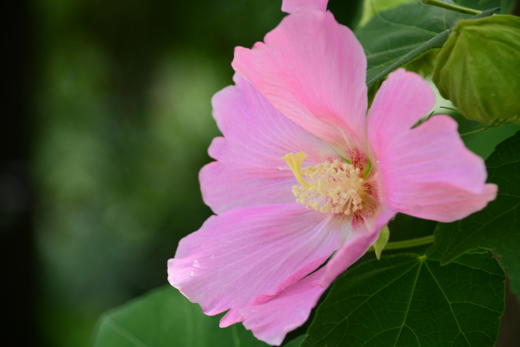 芙蓉２
