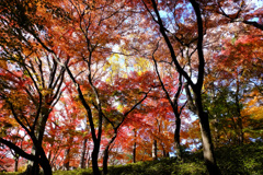 透過光が美しい