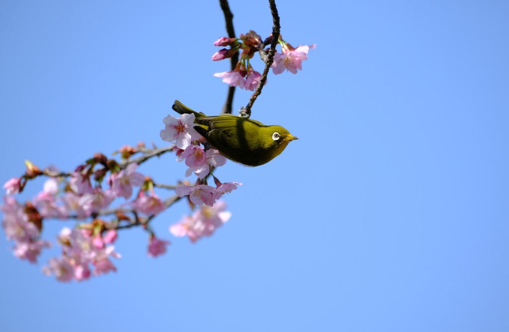 修善寺寒桜にメジロ２