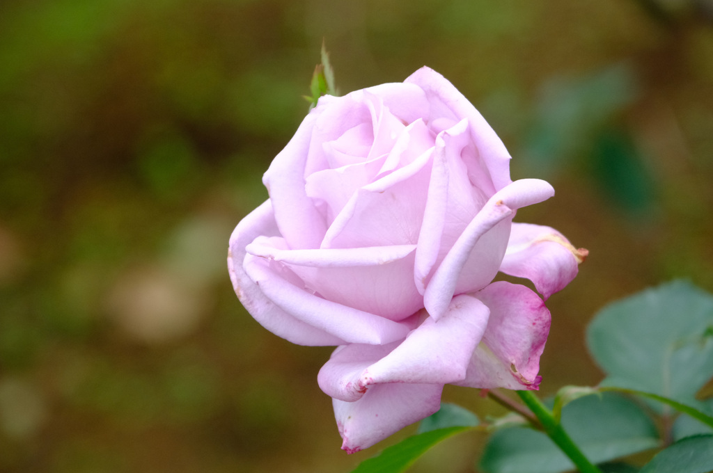 マダム　ヴィオレ（日）