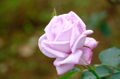 マダム　ヴィオレ（日）