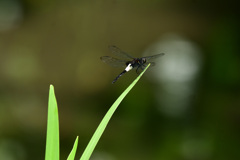 コシアキトンボ止まる