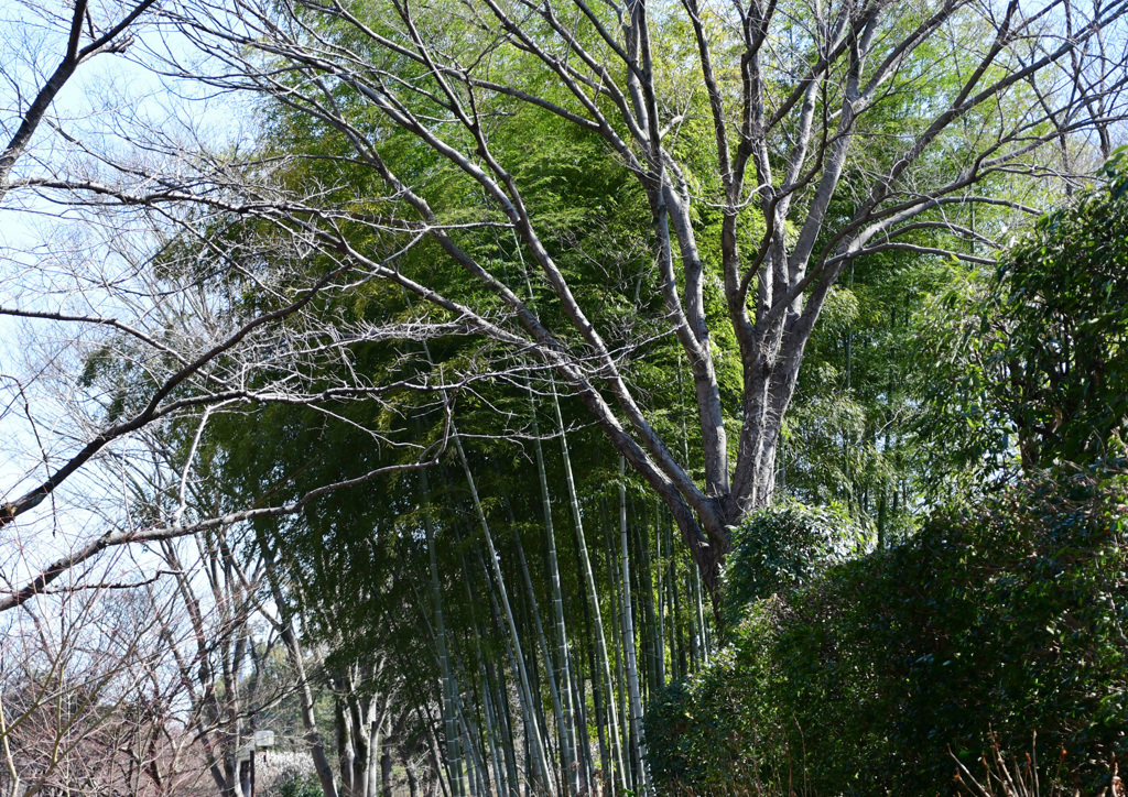 遠くに竹林
