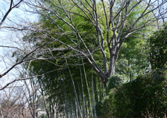 遠くに竹林