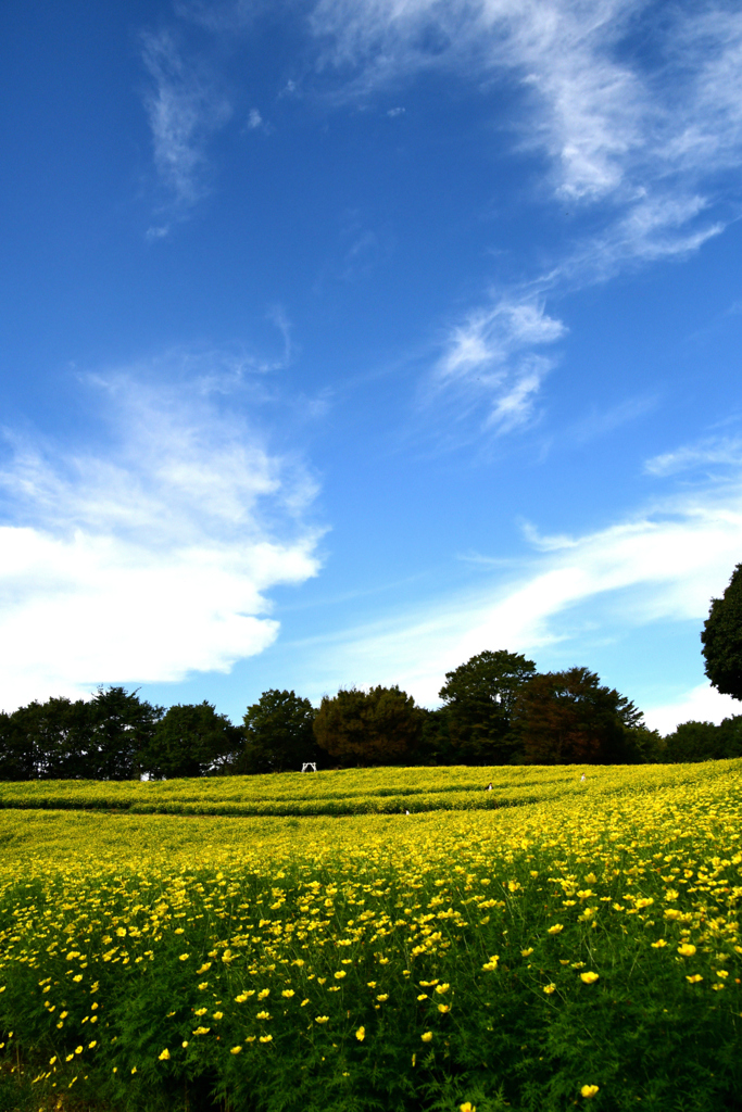 10月「広大な花の丘の秋」入賞