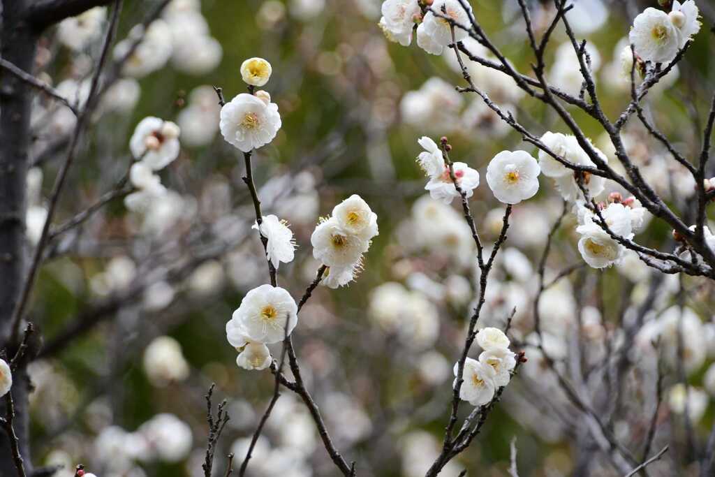 【参考】24年1月24日の白梅