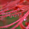 水滴の中にも